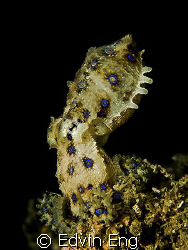 Standing Tall! Taken in Perhentian with Canon G9, Inon Z2... by Edvin Eng 